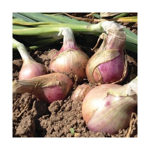 J & L Seeds thumbnail
