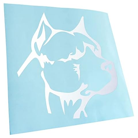 Kiwistar feature image