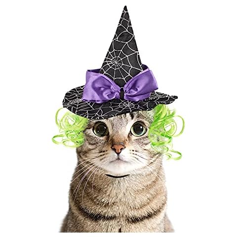 LESYPET feature image