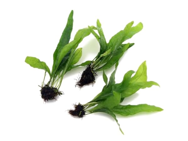 Live Aquarium Plants Thumbnail