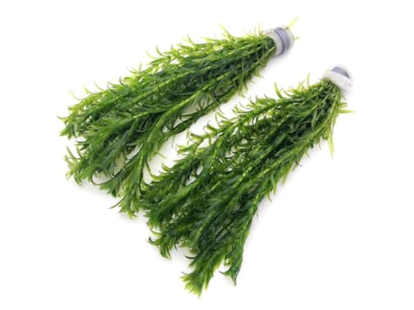 Live Aquarium Plants Thumbnail