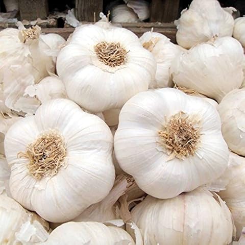 Live Seeds feature image