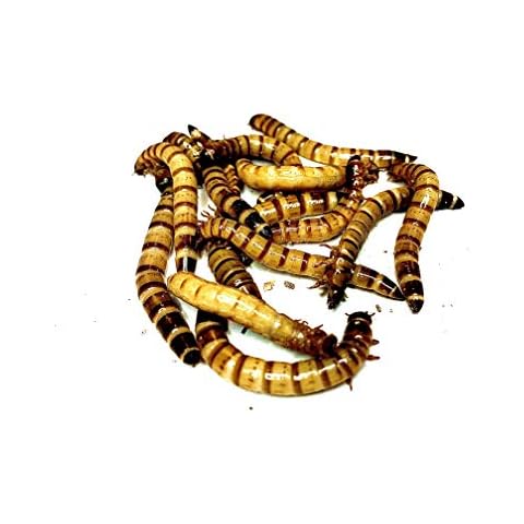 Livefoods4u feature image
