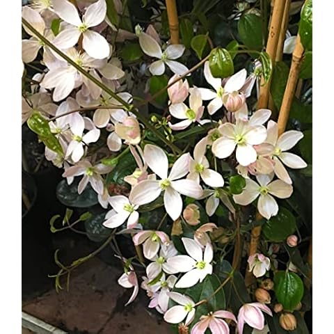 London Orchid Company feature image