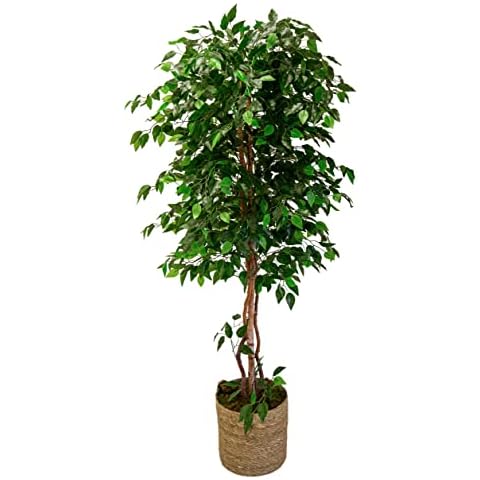 Maia Shop feature image