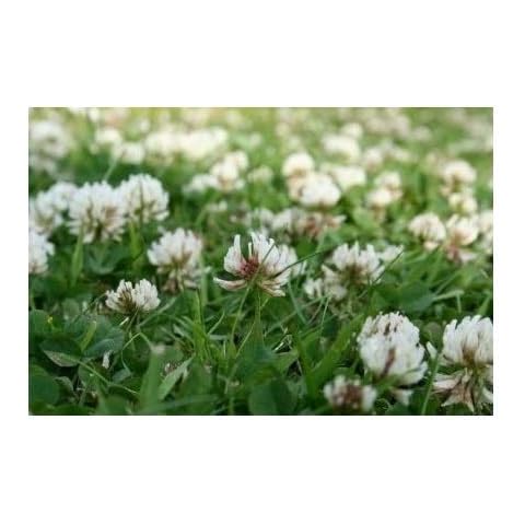 Meadowmania feature image