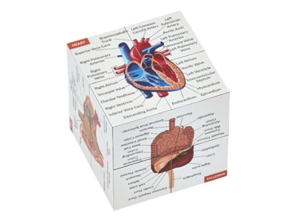 Medical Models & Educational Materials Thumbnail