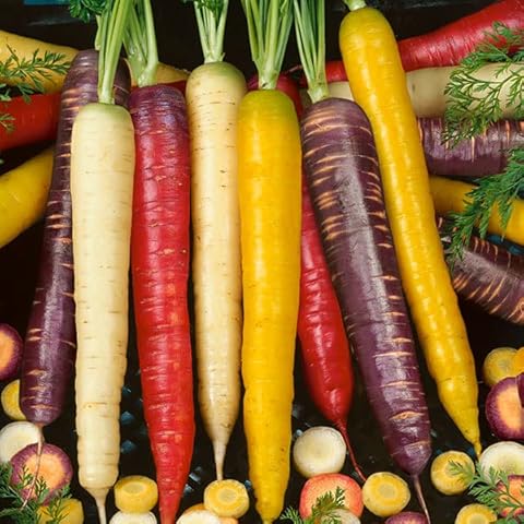 Meldon Seeds feature image