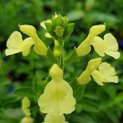 Mid Nurseries feature image