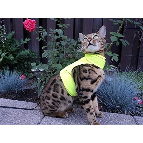 Mynwood Cat Jacket feature image