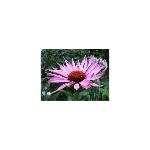 NaturesWisdom.co.uk feature image