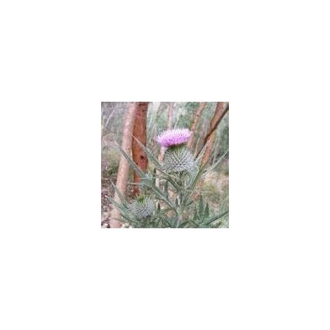 NutsnCones feature image