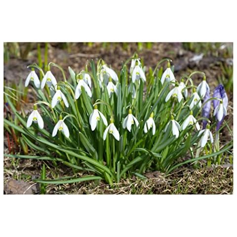 Oliwier's Bulbs thumbnail