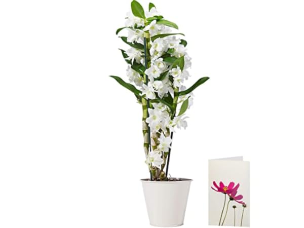 Orchids Thumbnail