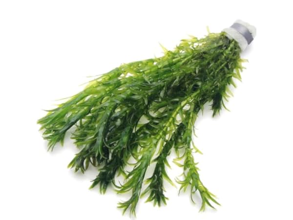 Outdoor Aquatic Plants Thumbnail