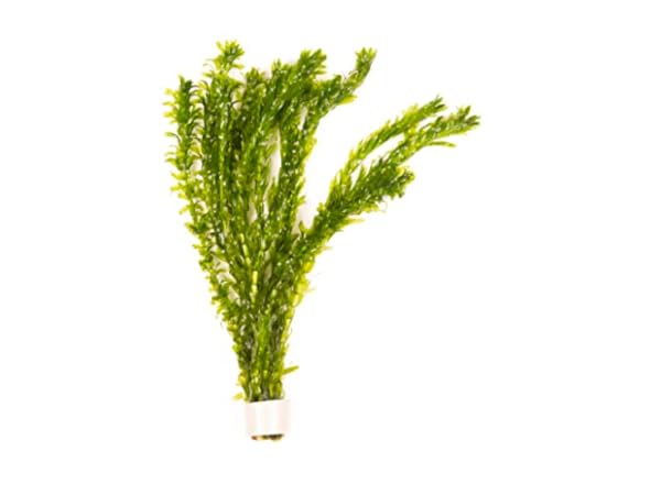 Outdoor Aquatic Plants Thumbnail