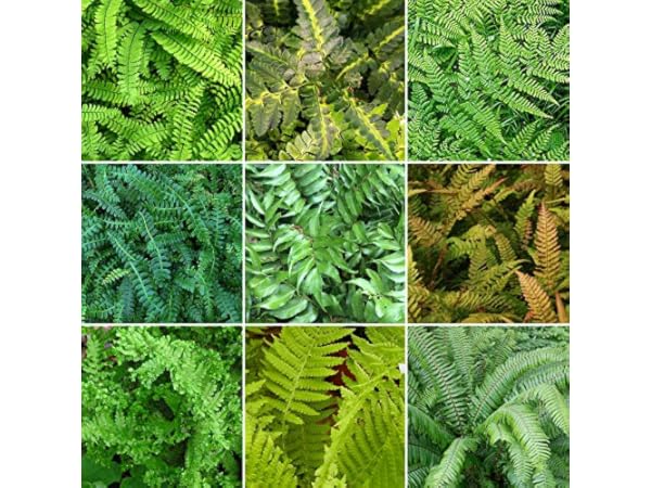 Outdoor Fern Plants Thumbnail