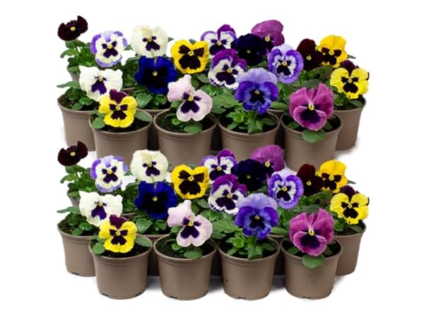 Outdoor Flowers Thumbnail