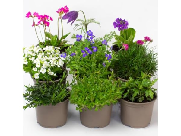 Outdoor Flowers Thumbnail