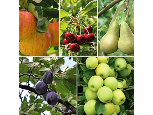Outdoor Fruit Plants Thumbnail