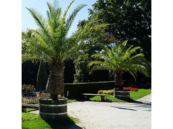 Outdoor Trees Thumbnail
