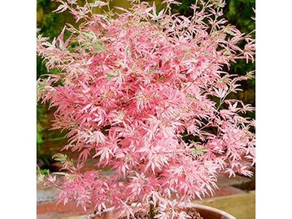 Outdoor Trees Thumbnail