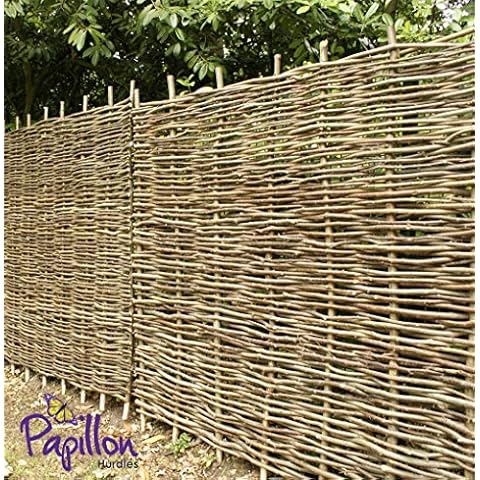 Papillon feature image