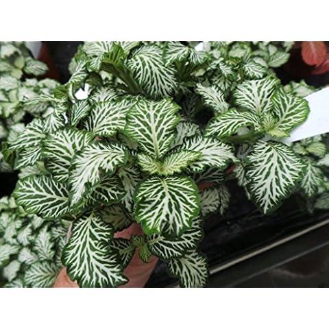 PERFECT PLANTS thumbnail