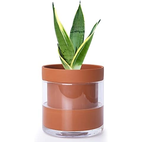 Phoenix Vine feature image
