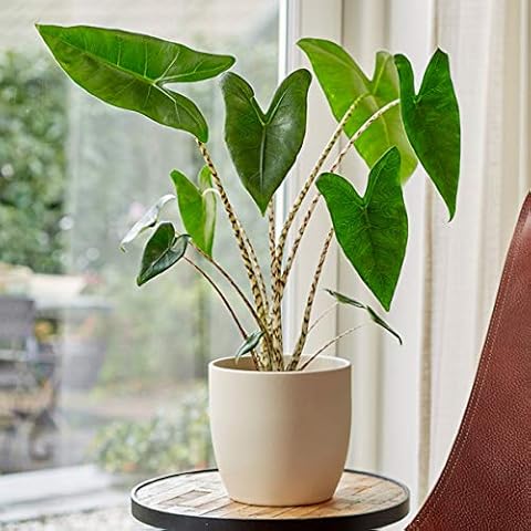 Plant Theory thumbnail