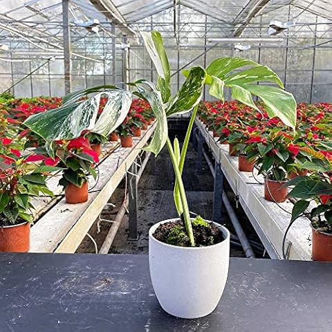 Plants For All Seasons Ltd feature image