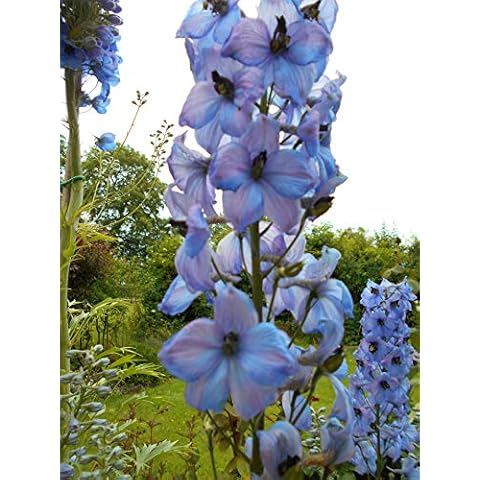 PlantsandBulbs.co.uk thumbnail