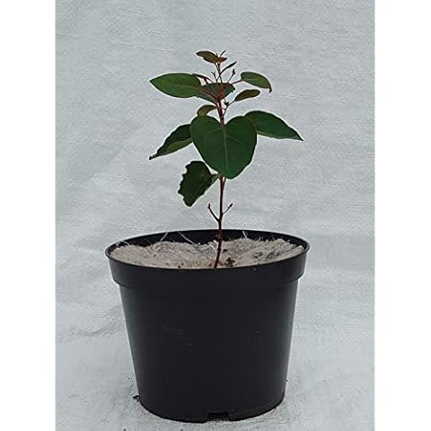 Plugsnplants feature image