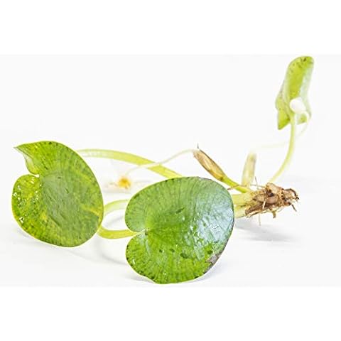 PondPlantsUK thumbnail