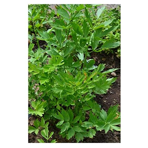 Premier Seeds Direct Ltd feature image