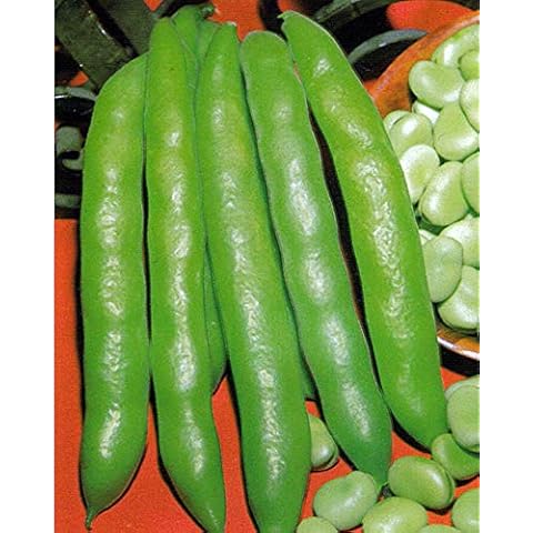 Premier Seeds Direct feature image