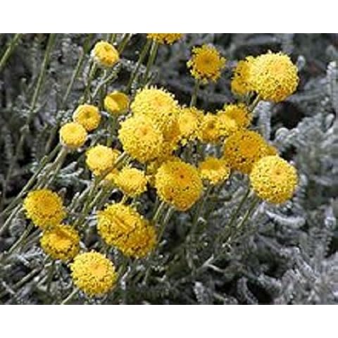 Prettywildseeds Uk feature image