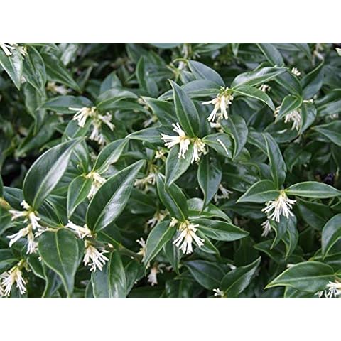 Proctors Nursery feature image