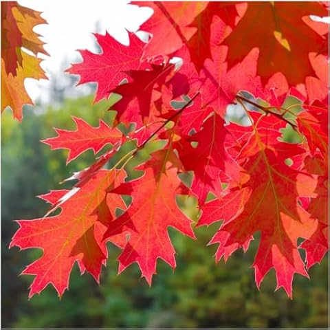 Quercus Outdoor Trees