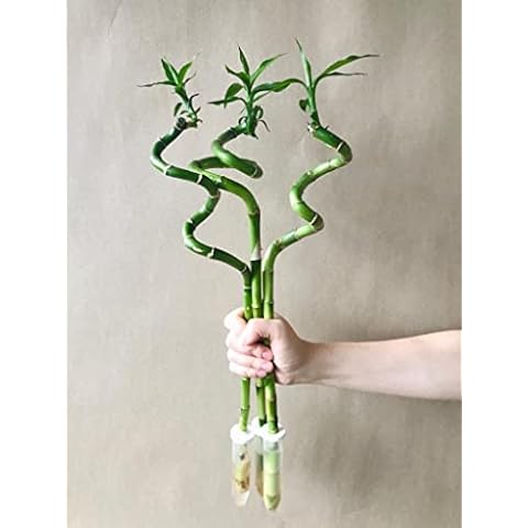 Rebel Plants feature image