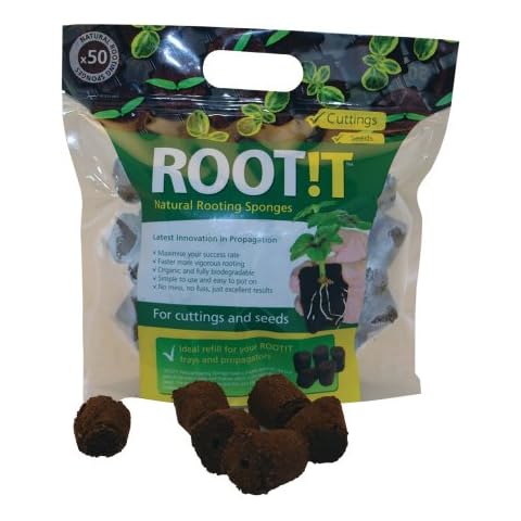 ROOT!T feature image