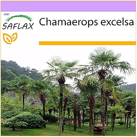 SAFLAX feature image