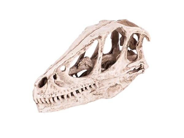 Science Education Animal Anatomical Models Thumbnail