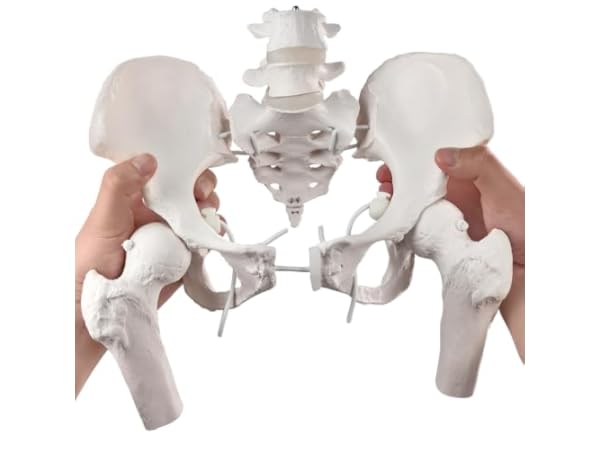 Science Education Animal Anatomical Models Thumbnail
