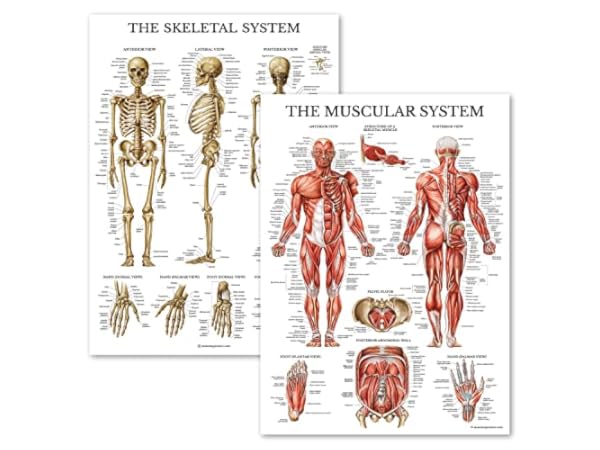 Science Education Charts & Posters Thumbnail