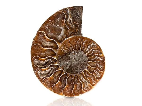 Science Education Fossils Thumbnail