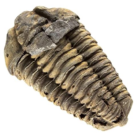 Science Education Fossils