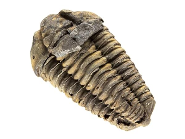 Science Education Fossils thumbnail