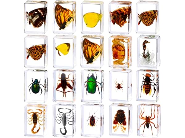 Science Education Specimens Thumbnail