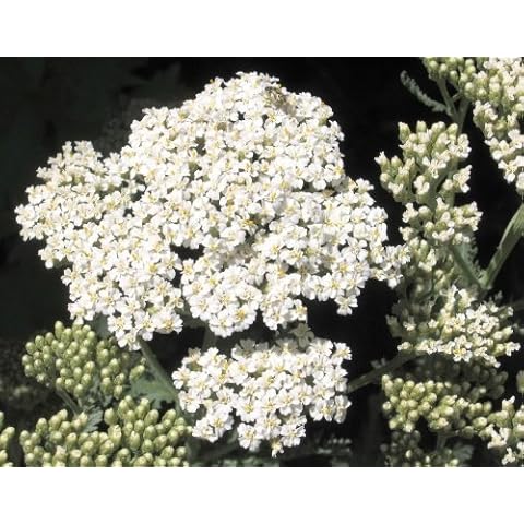 Seedville feature image